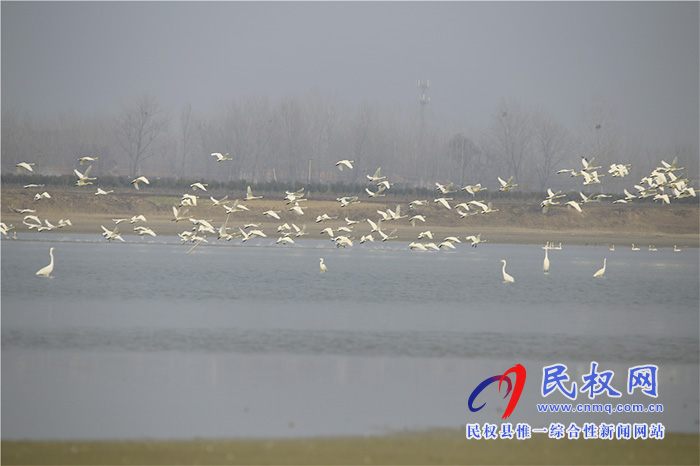 專(zhuān)題|河南民權(quán):故道水暖天鵝棲 專(zhuān)題|河南民權(quán):故道水暖天鵝棲