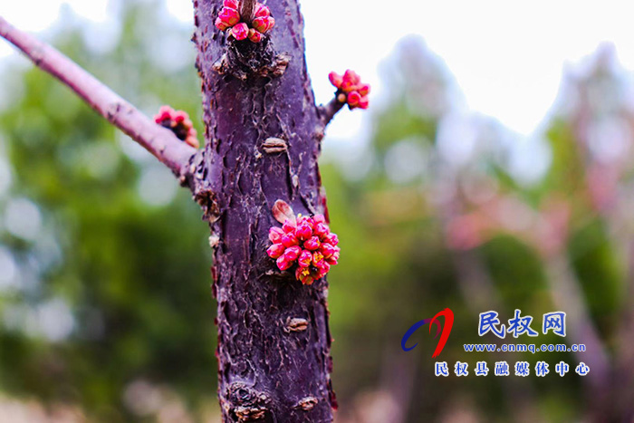 春色民權——百花報春來