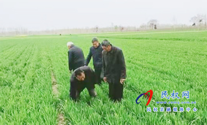 野崗鎮(zhèn)：要想小麥?zhǔn)粘珊?，預(yù)防條銹赤霉少不了