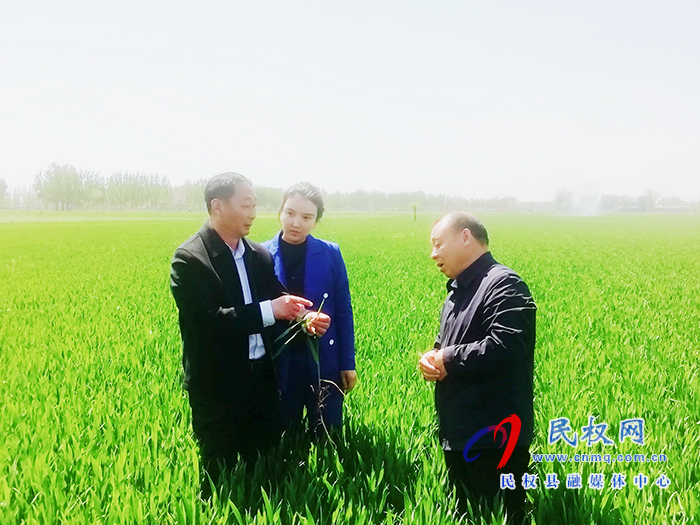 莊子鎮(zhèn)黨委書記安永超、鎮(zhèn)長楊娜調(diào)研小麥病蟲害防治和人居環(huán)境衛(wèi)生整治工作