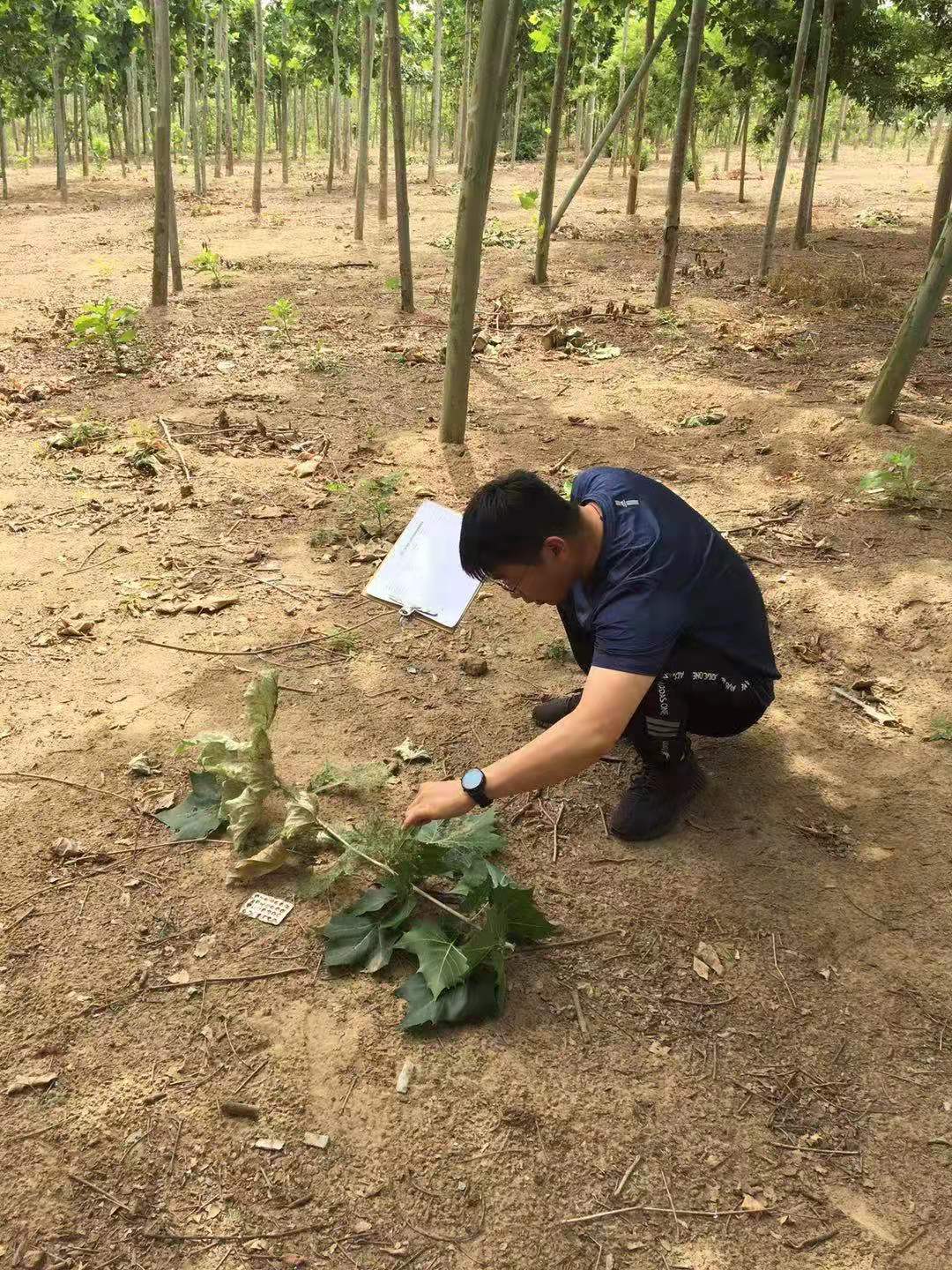 縣林業(yè)發(fā)展服務(wù)中心積極開展美國白蛾監(jiān)測防范工作 縣林業(yè)發(fā)展服務(wù)中心積極開展美國白蛾監(jiān)測防范工作