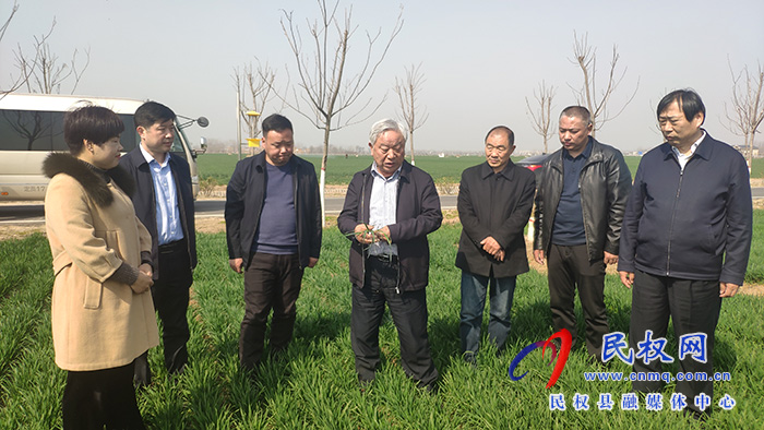 省農(nóng)業(yè)農(nóng)村廳黨組成員、副廳長王俊忠到民調(diào)研春季麥田管理工作