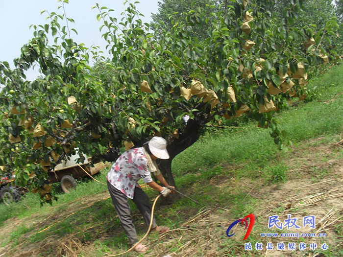 園藝站：重視果園夏管，組織技術(shù)人員進(jìn)園入戶進(jìn)行指導(dǎo)