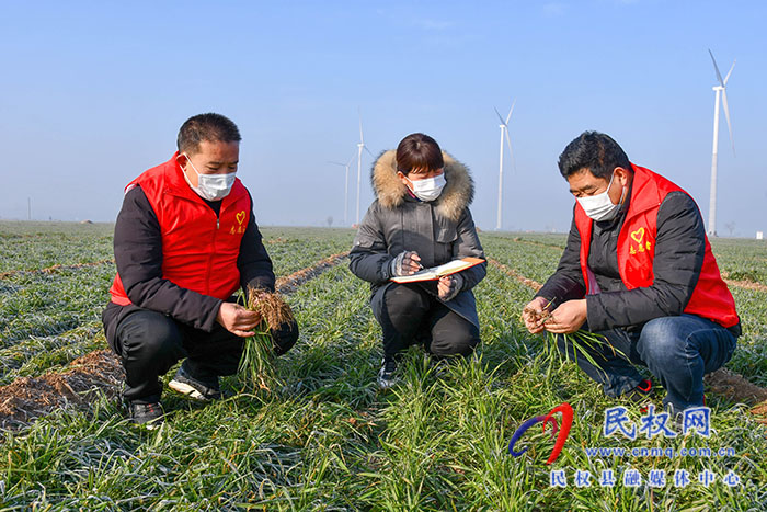 民權(quán)縣人和鎮(zhèn)：加強(qiáng)冬季麥田管理，確保小麥安全越冬
