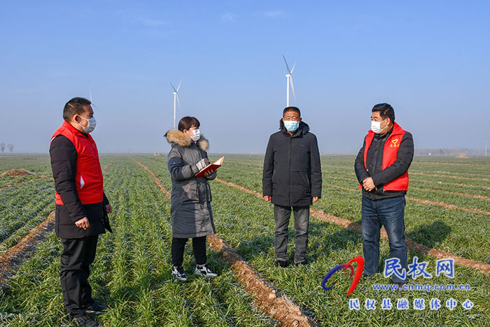 民權(quán)縣人和鎮(zhèn)：加強(qiáng)冬季麥田管理，確保小麥安全越冬