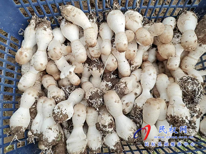 小菌菇 大能量——林下種植菌菇，助推鄉(xiāng)村振興