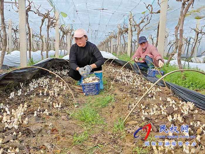 小菌菇 大能量——林下種植菌菇，助推鄉(xiāng)村振興