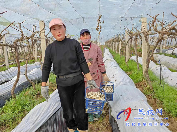 小菌菇 大能量——林下種植菌菇，助推鄉(xiāng)村振興