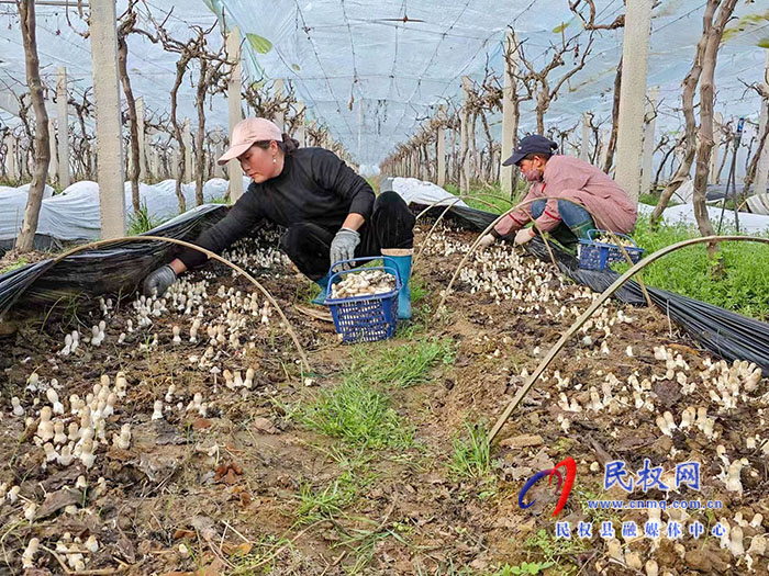 小菌菇 大能量——林下種植菌菇，助推鄉(xiāng)村振興
